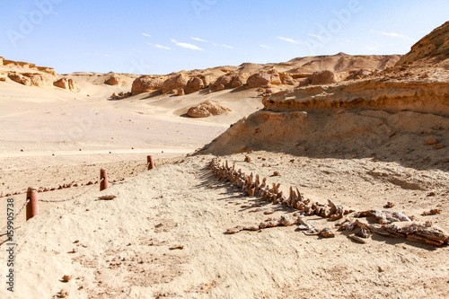 A view of Whale fossil of Wadi El Hitan ( Whale Valley), in the Western Desert of Egypt