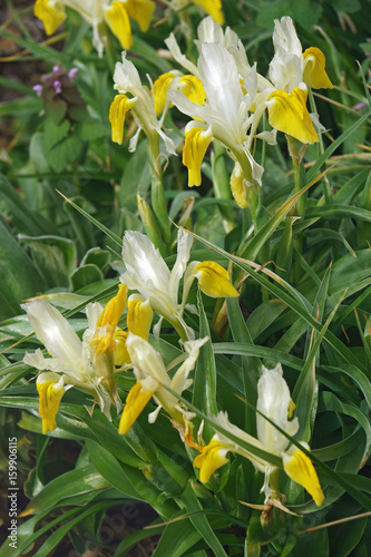 Fototapeta Naklejka Na Ścianę i Meble -  Corn-leaved juno iris (Iris bucharica)