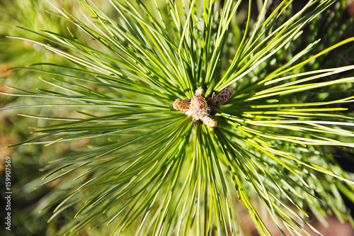 A branch of a tree A young, bright green needle of a cedar tree close-up on a blurred background.