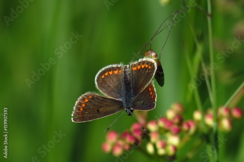 Brown argus (Aricia agestis)