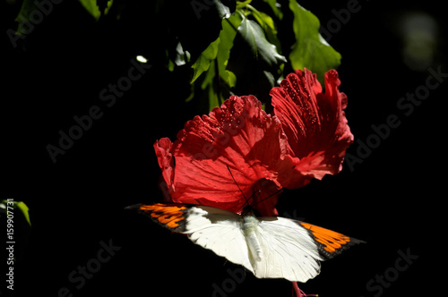 butterfly on the hibiscus flower photo