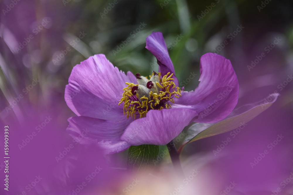 peonia selvatica