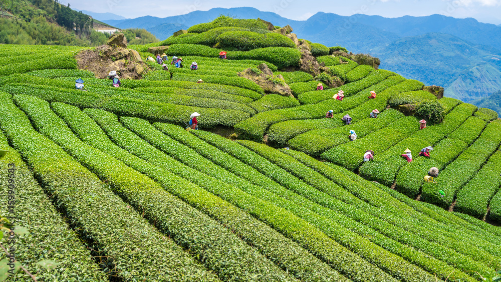 The workers collect tea leaves in the Tea plantation on a good day - obrazy, fototapety, plakaty 