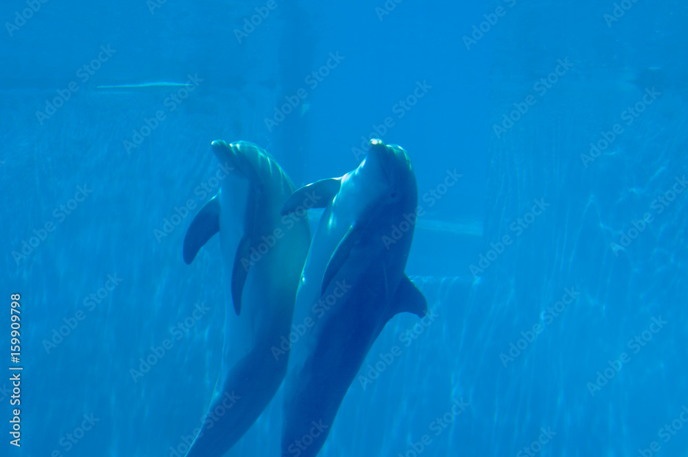 Obraz premium beautiful and lovely dolphins in swimming pool