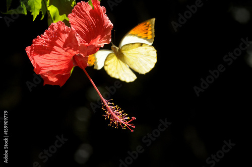 butterfly on the hibiscus flower photo