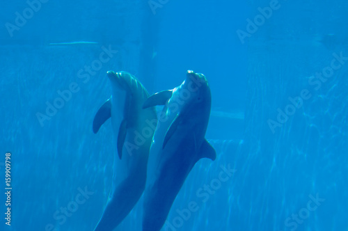 beautiful and lovely dolphins in swimming pool