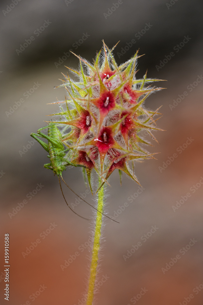 orchidea selvatica
