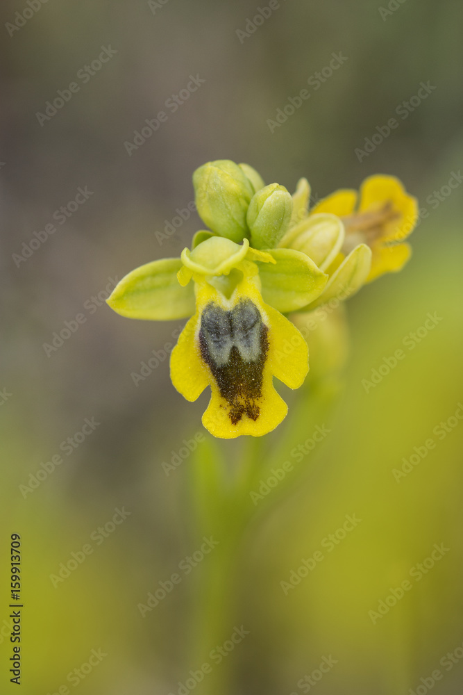 orchidea selvatica
