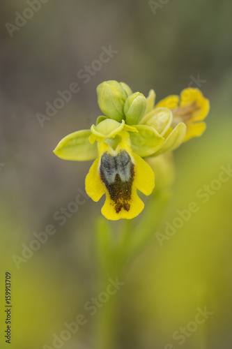 Obraz na płótnie orchidea selvatica w salonie