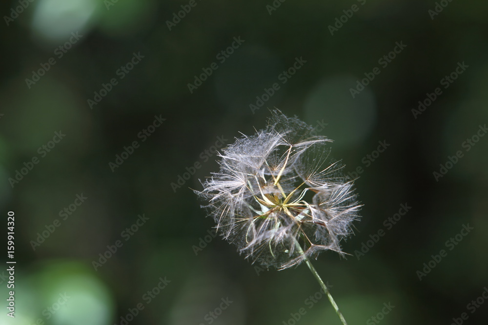 Fototapeta premium Pusteblume mit Fallschirmen