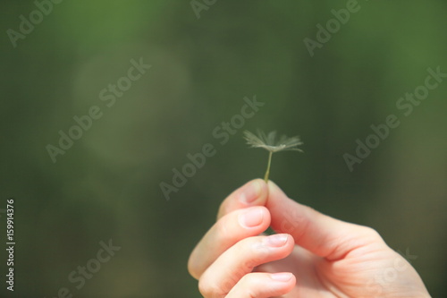 eine Hand hält einen Pusteblumensamen zwischen den Fingern - vor grünem Hintergrund