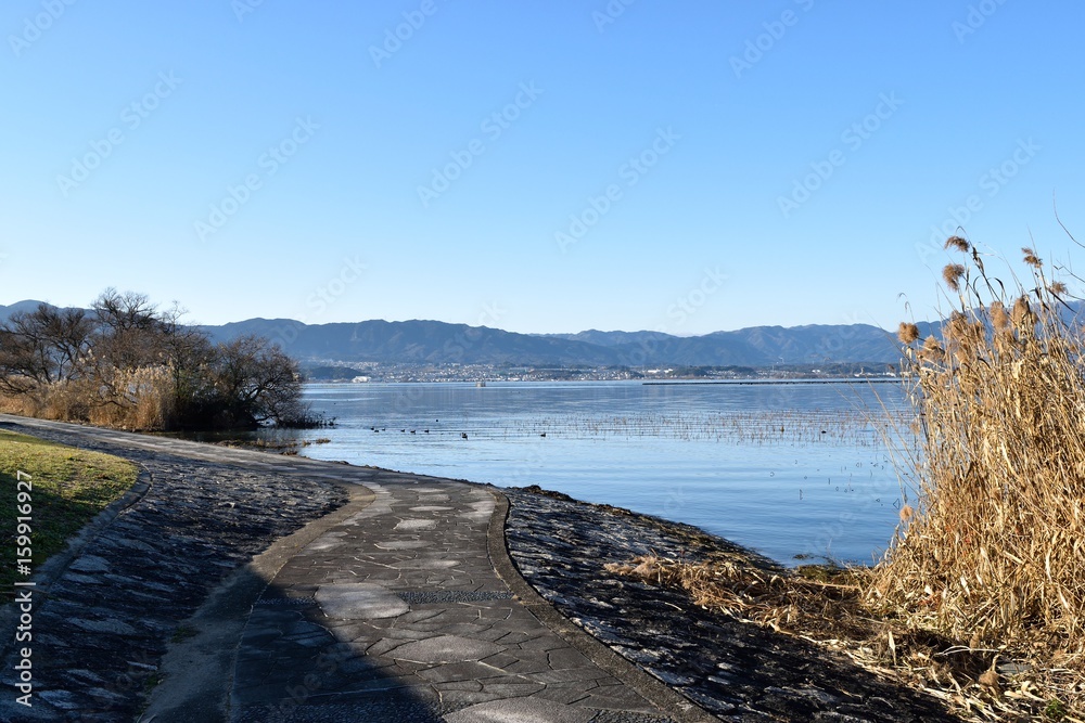 琵琶湖のヨシ