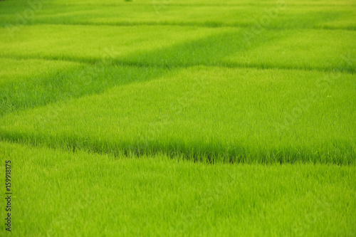 Rice fields  terraces  plantation  farm. An organic asian rice farm and agriculture. Young growing rice Thailand