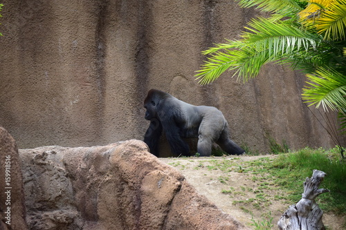 Gorilla