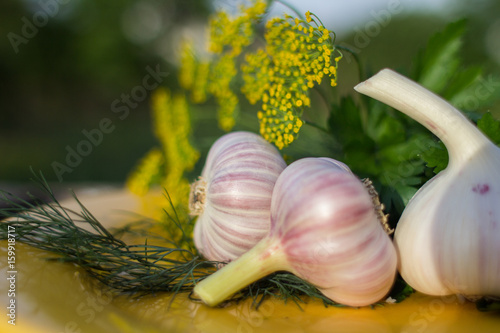 Fresh garlic, parsley and dill in a yellow plate