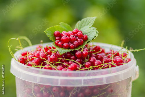 red currants in the bucket