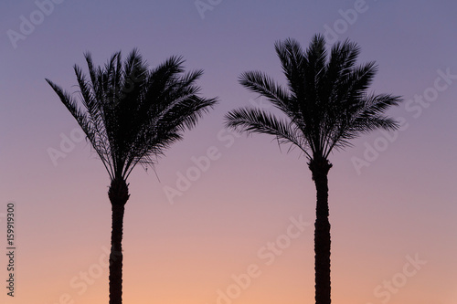 silhouette of two palm trees against sky at sunrise, Egypt