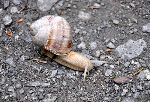Close-up view of a snail
