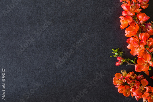 Red quince flowers on the dark background. Greeting card.
