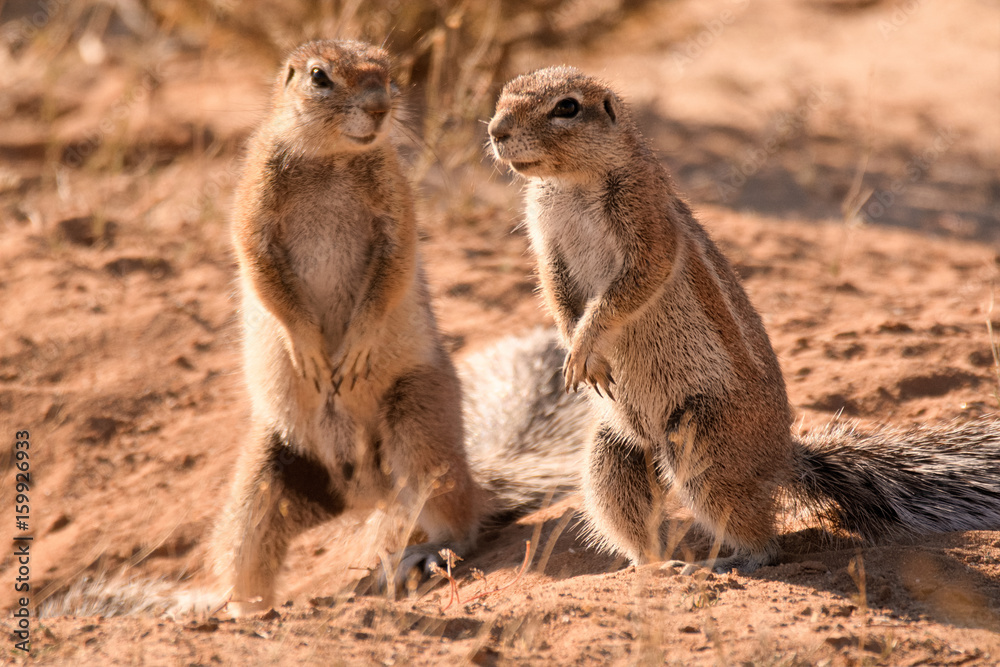Fototapeta premium Two ground squirrels communicating at the entrance to their burrow