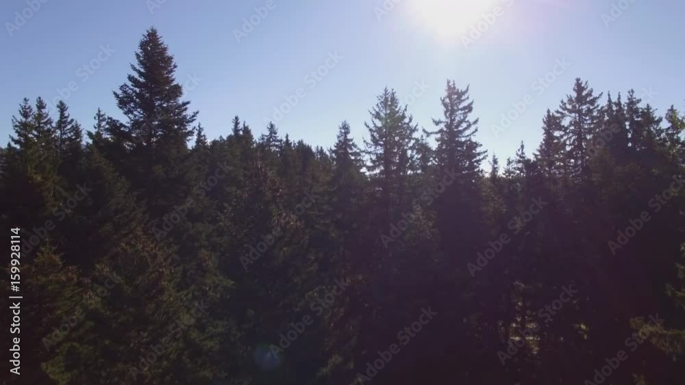 Magnifique lueures d'automne survol Cimes des arbres 