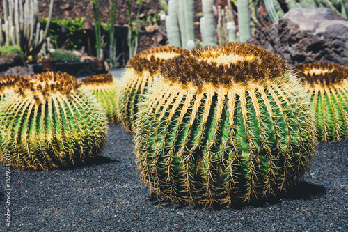 close up of Echinocactus grusonii cactus, Lanzarote photo