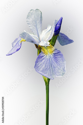 Fototapeta Naklejka Na Ścianę i Meble -  Sky Wings Siberian iris (Iris sibirica Sky Wings). Image of flower isolated on white background