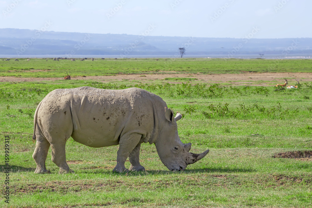 White rhinoceros or Ceratotherium simum in savanna White rhinoceros or Ceratotherium simum in savanna