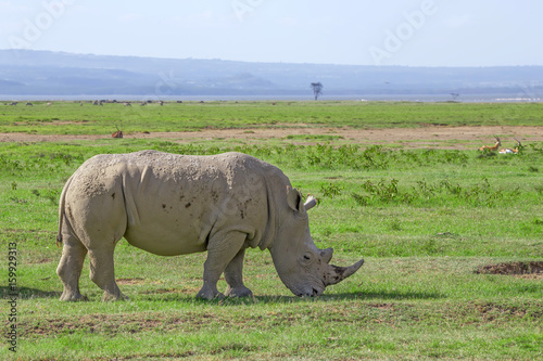 White rhinoceros or Ceratotherium simum in savanna