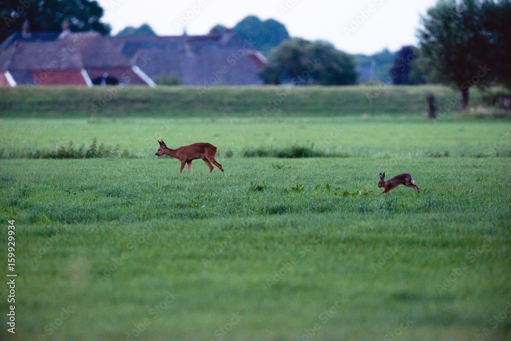 Roe deer and hare walking in field of grass. Roe deer and hare walking in field of grass.