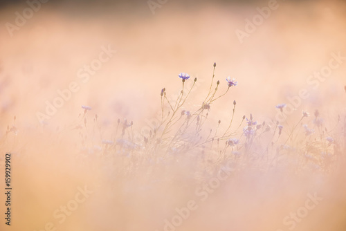 Wild purple flowers in yellow field.