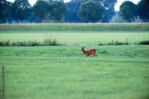 Fototapeta Naklejka Na Ścianę i Meble -  Young roe deer buck standing in field looking around.