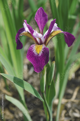 Fototapeta Naklejka Na Ścianę i Meble -  John Wood Blue Flag iris (Iris versicolor John Wood). Called Dagger flower, Water iris and Liver lily also