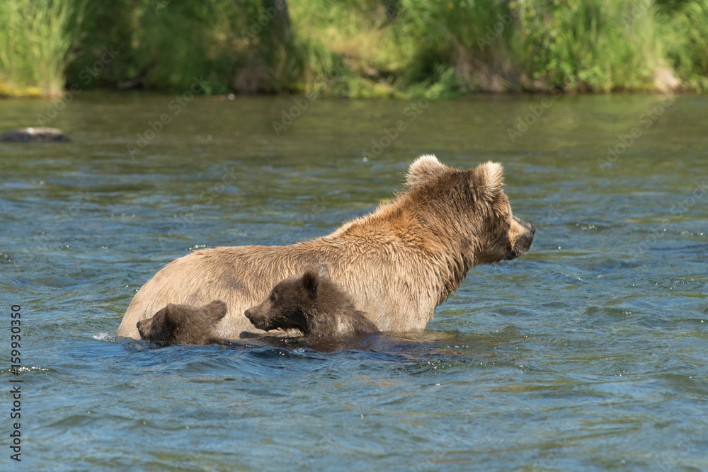 Alaskan brown bear sow and cubs Alaskan brown bear sow and cubs