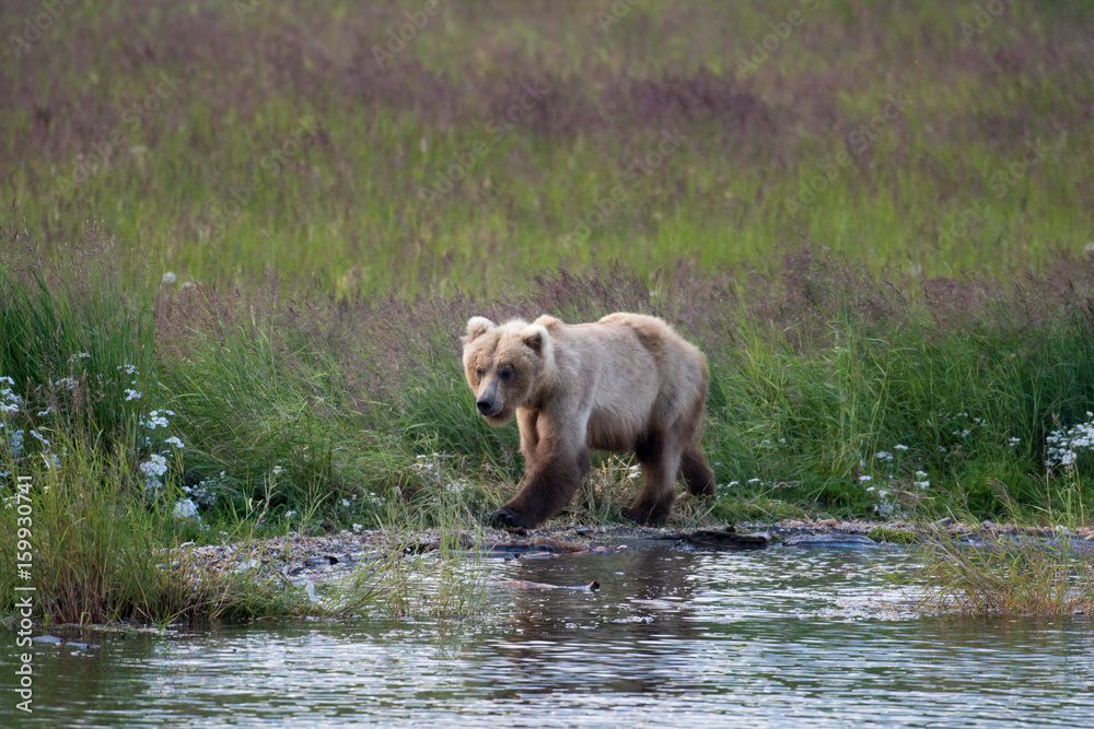 Alaskan brown bear sow