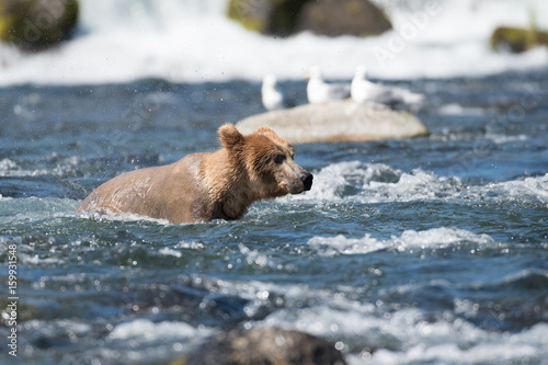 Alaskan brown bear fishing