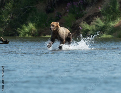 Alaskan brown bear in  Brooks River