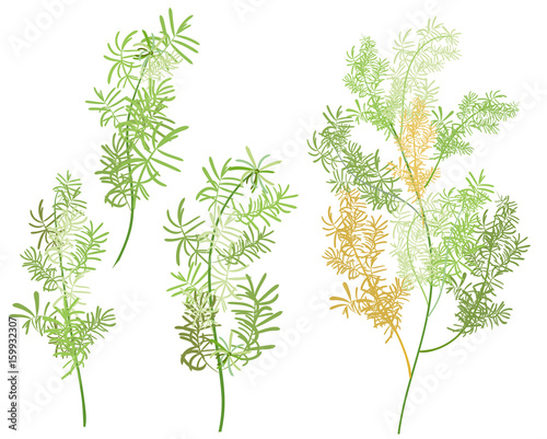 Set branches, twigs of Asparagus aethiopicus, succulent plants, green stem and leaves on white background, digital draw, realistic vector botanical illustration for design