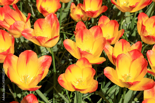 Close up of colorful tulips in spring