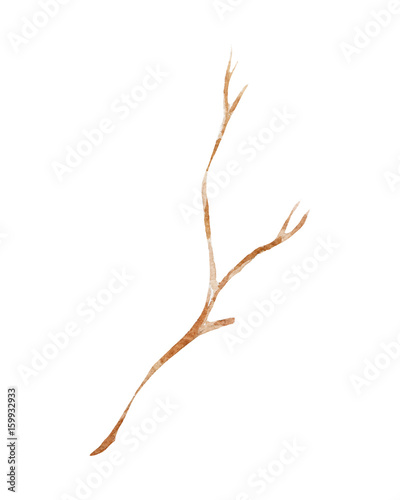 branch illustration. Hand drawn watercolor on white background.