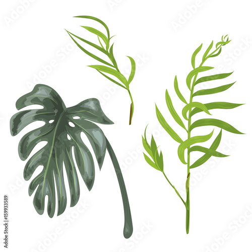 Set green leaves of tropical plants Monstera and Chamaedorea elegans (bamboo palm) on white background, digital draw, realistic vector botanical illustration for design