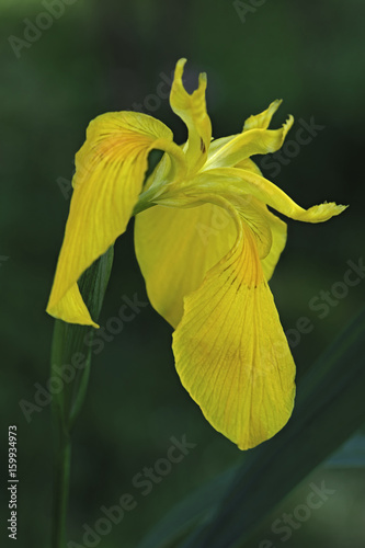 Fototapeta Naklejka Na Ścianę i Meble -  Yellow flag iris (Iris pseudacorus). Called Yellow iris, Water flag, Paleyellow iris and Lever also
