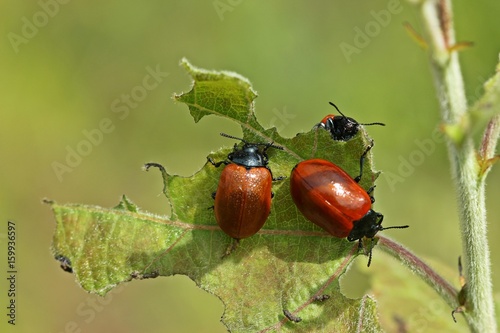 Drei Pappelblattkäfer (Chrysomela populi)  photo