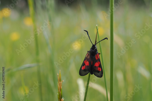 Hornklee-Widderchen, Zygaena lonicerae photo