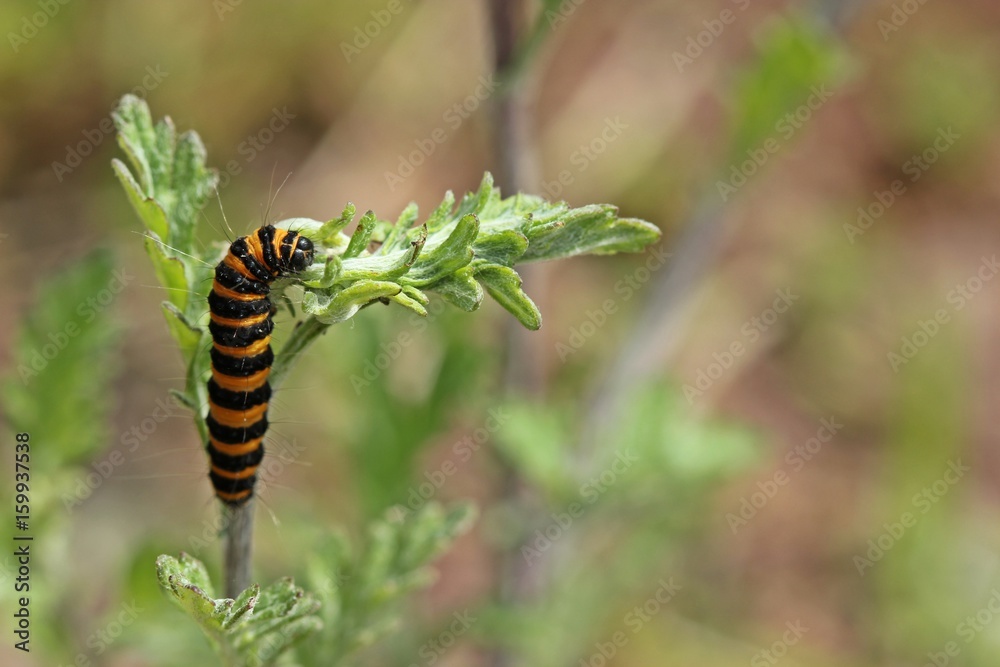 Raupe des Jakobskrautbären (Tyria jacobaeae)
