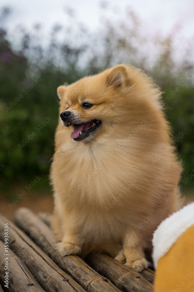 dog / dog pomeranian spitz smiling, Selective focus. dog / dog pomeranian spitz smiling, Selective focus.