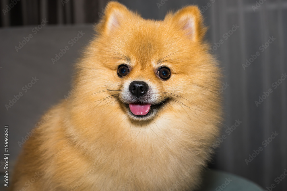 dog / dog pomeranian spitz smiling, Selective focus. dog / dog pomeranian spitz smiling, Selective focus.