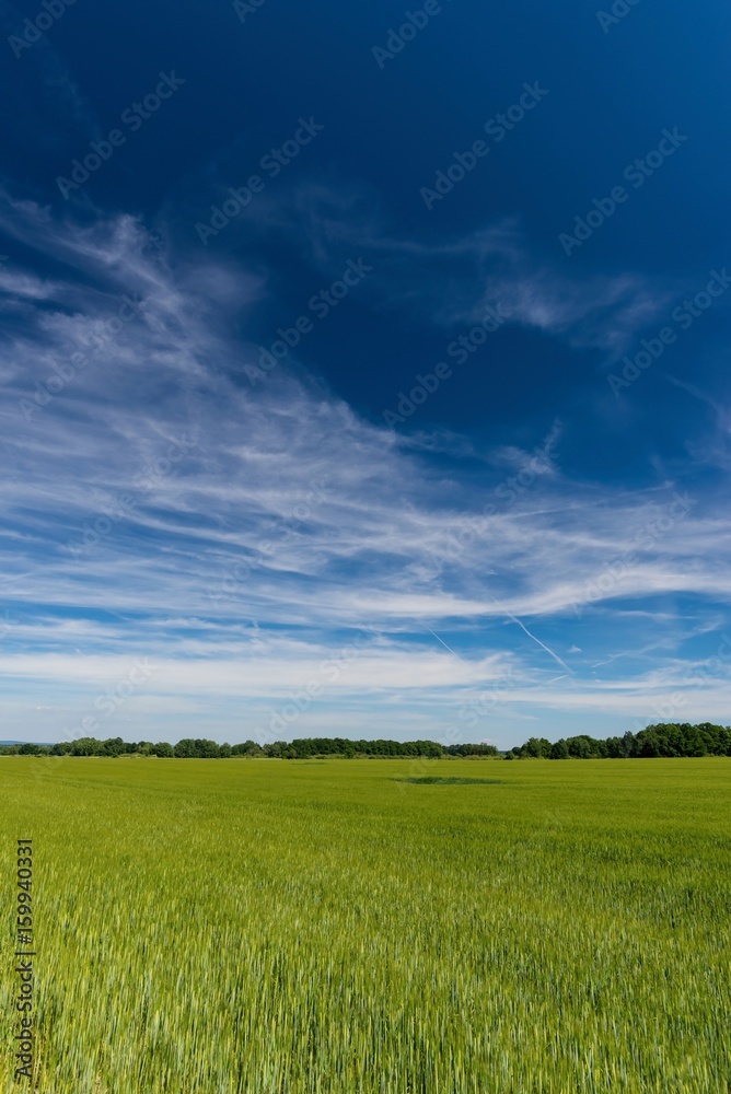 Long white clouds over a field with young corn plants Long white clouds over a field with young corn plants