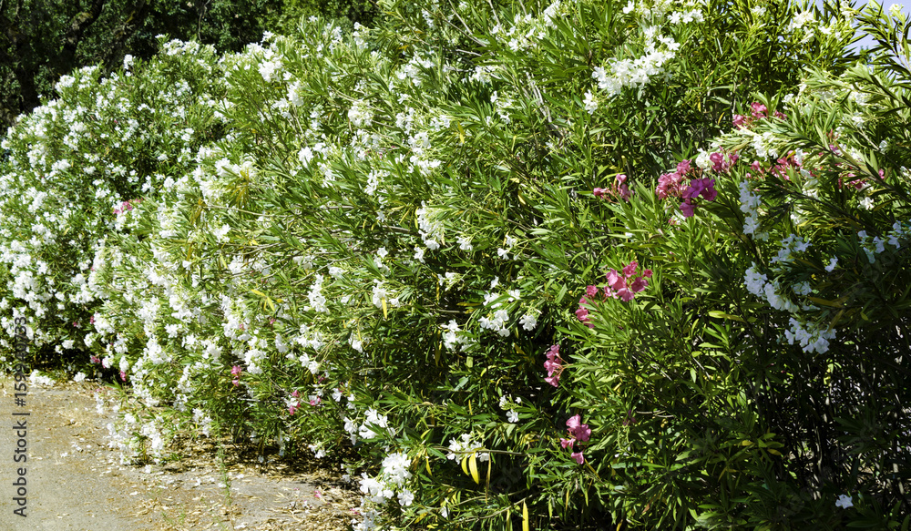 Oleander white flower Trees 