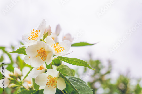 Flowering bush of jasmine © Crisp